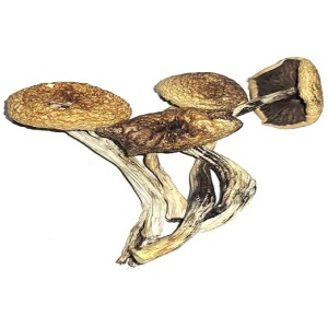 B+ Cubensis Magic mushroom