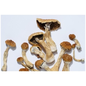 Golden Teacher Mushrooms