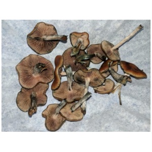 flying-saucer-mushroom