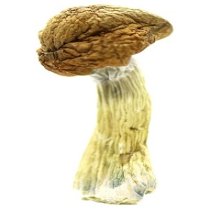 Buy Penis Envy Mushrooms