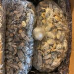 Packaged Magic mushrooms